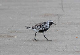 Grey Plover