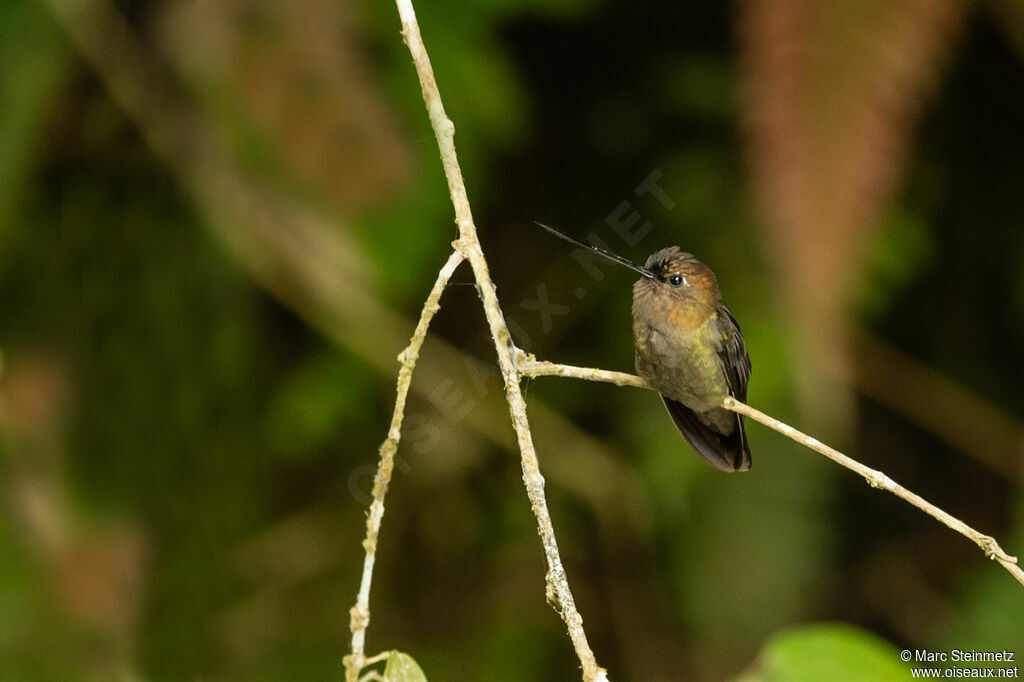 Green-fronted Lancebill