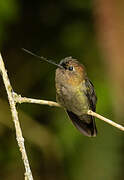 Green-fronted Lancebill