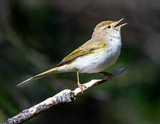 Western Bonelli's Warbler
