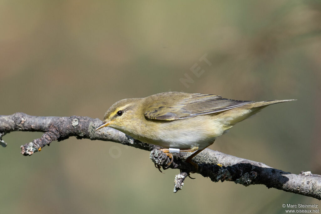 Willow Warbler