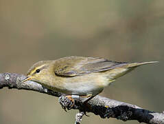 Willow Warbler