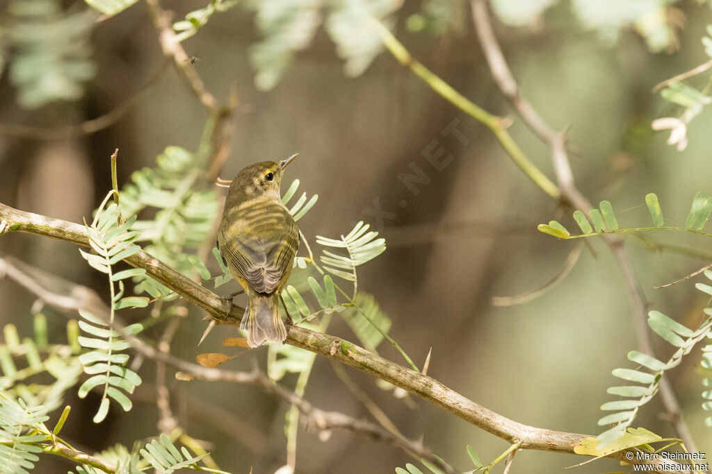 Iberian Chiffchaff