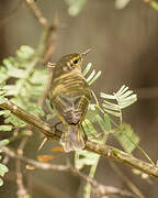 Iberian Chiffchaff