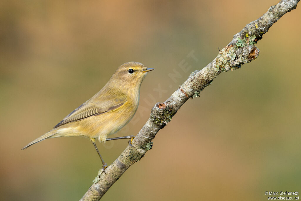 Common Chiffchaff