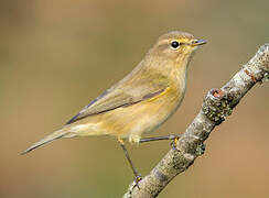 Common Chiffchaff