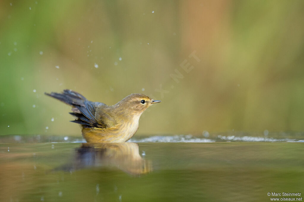 Common Chiffchaff