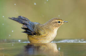 Common Chiffchaff