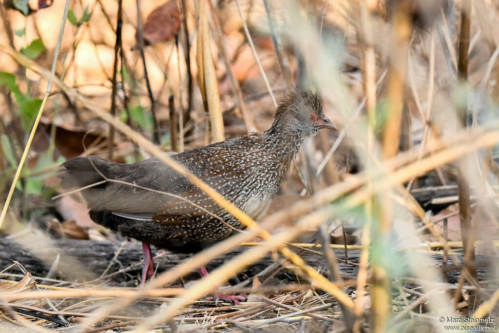 Poulette de roche