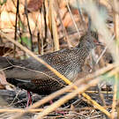 Poulette de roche
