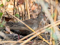 Stone Partridge