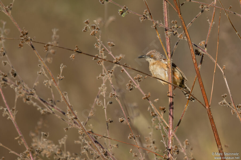 Red-winged Warbler