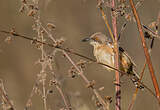 Prinia à ailes rousses