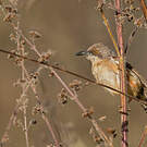Prinia à ailes rousses