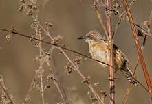 Prinia à ailes rousses