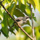 Prinia à gorge blanche