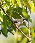 Prinia à gorge blanche