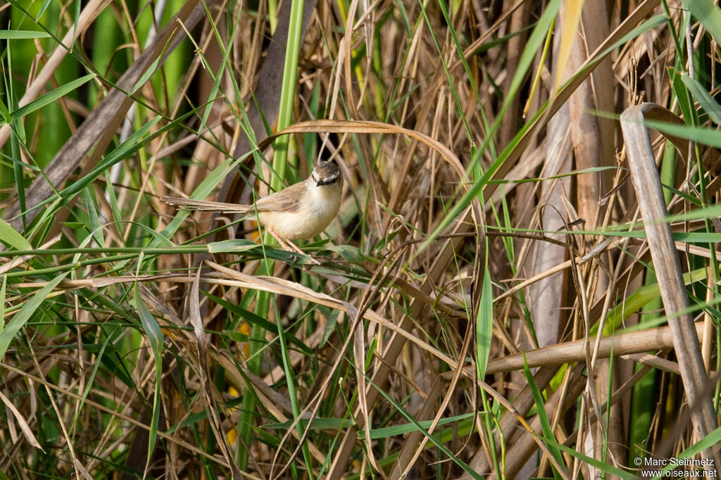 Prinia aquatique