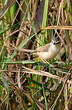 Prinia aquatique