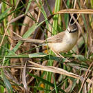 Prinia aquatique