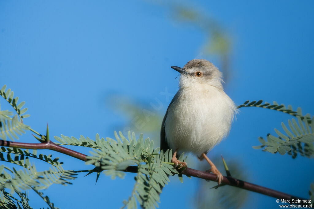 Prinia aquatique