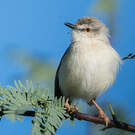 Prinia aquatique