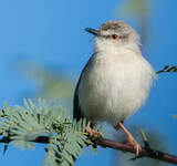 Prinia aquatique