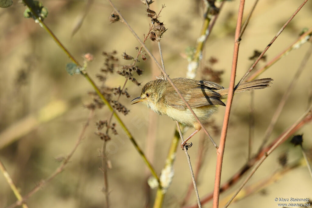 Prinia modeste