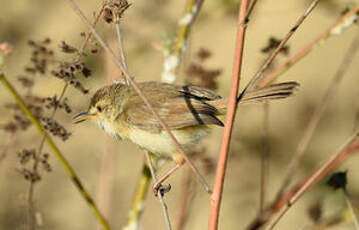 Prinia modeste