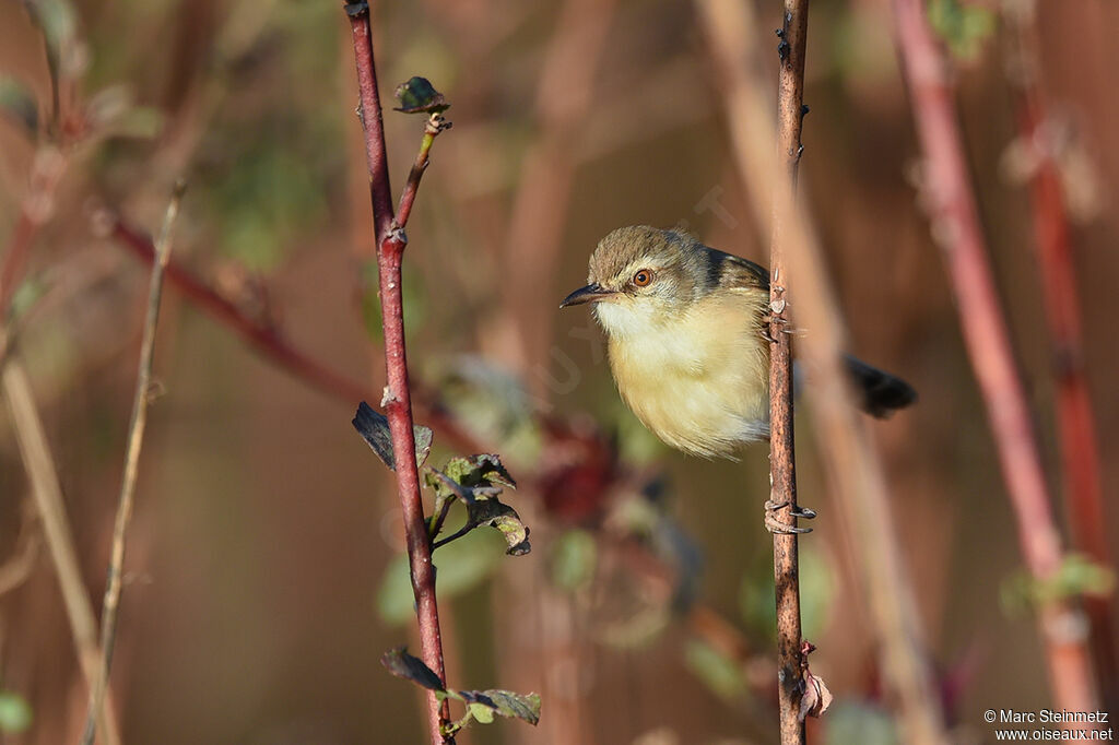 Tawny-flanked Prinia