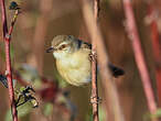 Prinia modeste