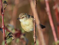 Tawny-flanked Prinia