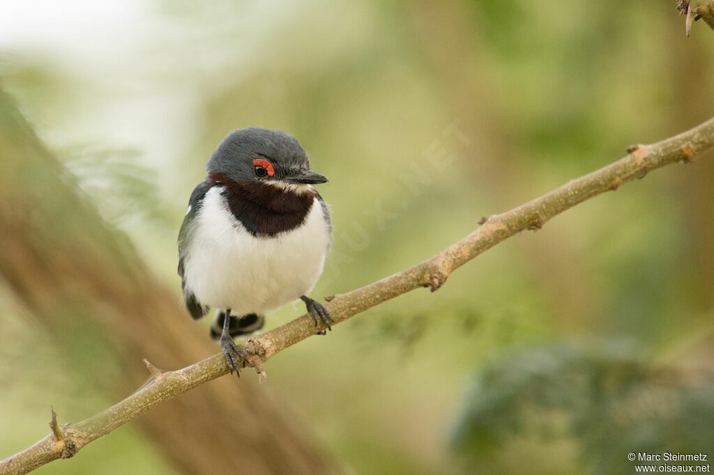 Brown-throated Wattle-eye female