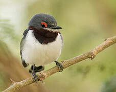 Brown-throated Wattle-eye