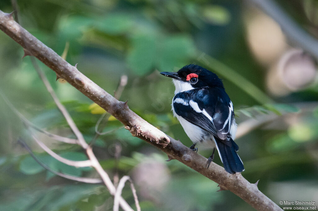 Brown-throated Wattle-eye male