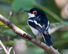 Brown-throated Wattle-eye