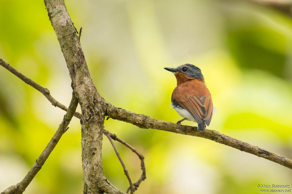 Chestnut Wattle-eye female