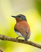 Chestnut Wattle-eye