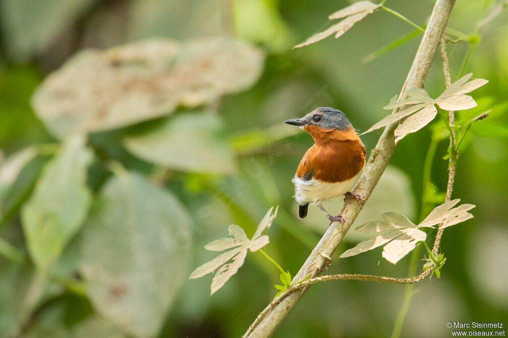 Chestnut Wattle-eye female