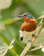 Chestnut Wattle-eye