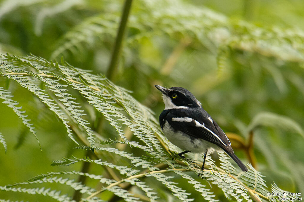 Chinspot Batis