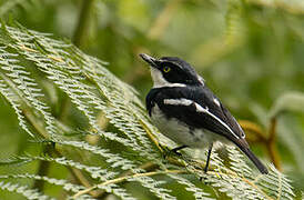 Chinspot Batis