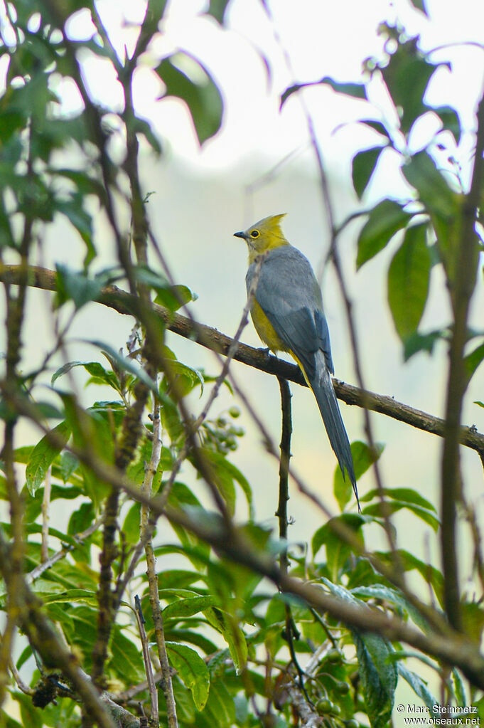 Ptilogon à longue queue