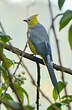 Ptilogon à longue queue