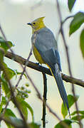 Long-tailed Silky-flycatcher