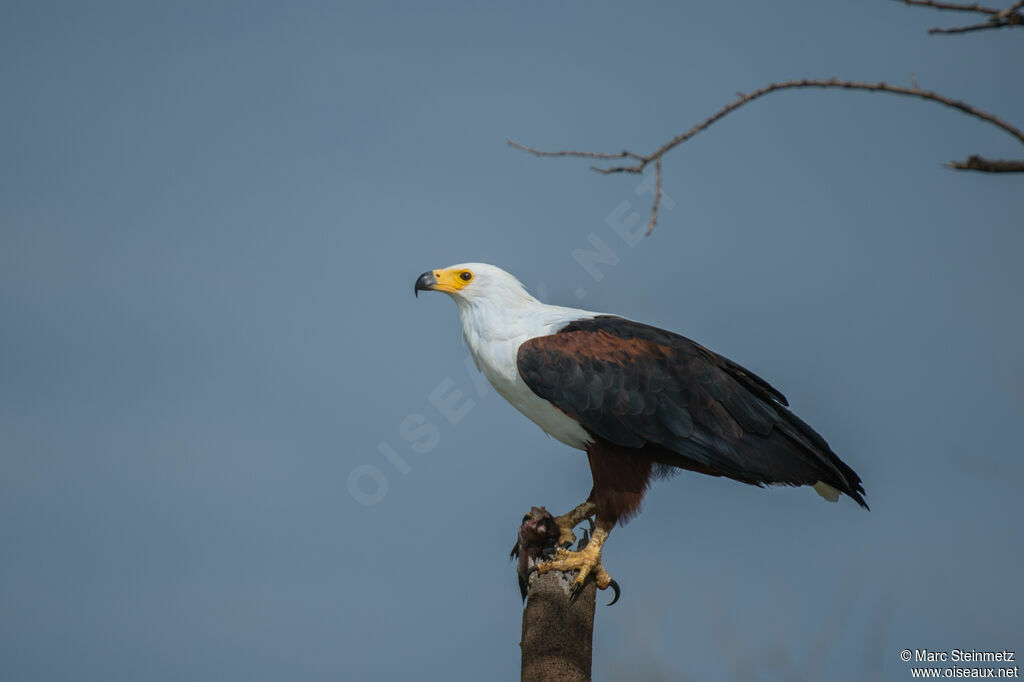 African Fish Eagle