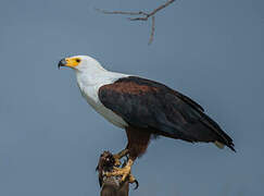 African Fish Eagle