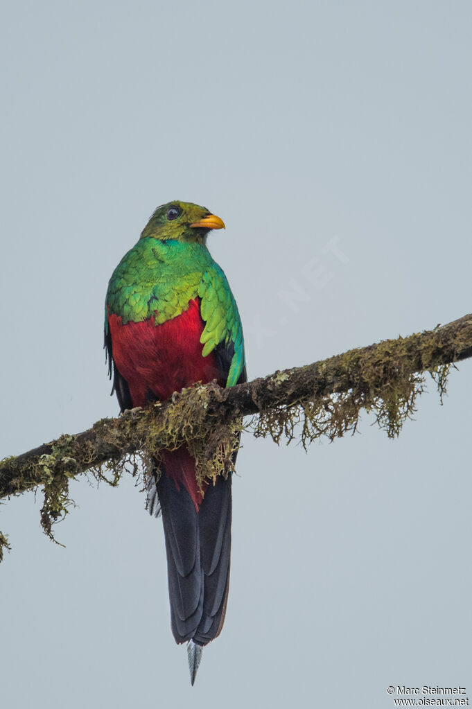 Quetzal doré mâle adulte, identification