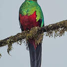 Quetzal doré