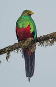 Golden-headed Quetzal